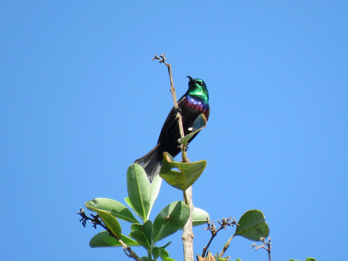 Purple-banded Sunbird - ML242102641