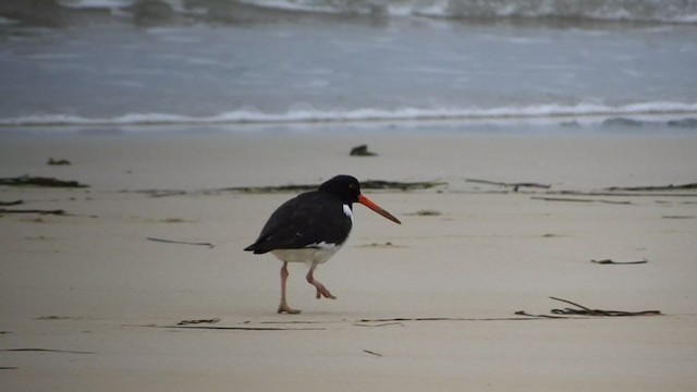 South Island Oystercatcher - ML242103641
