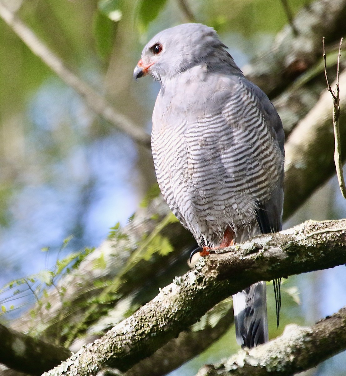 Lizard Buzzard - ML242103651