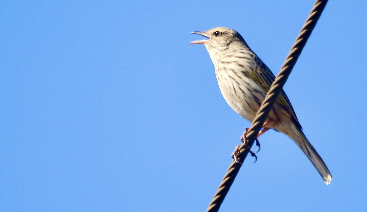 Striped Pipit - Kelly Gate