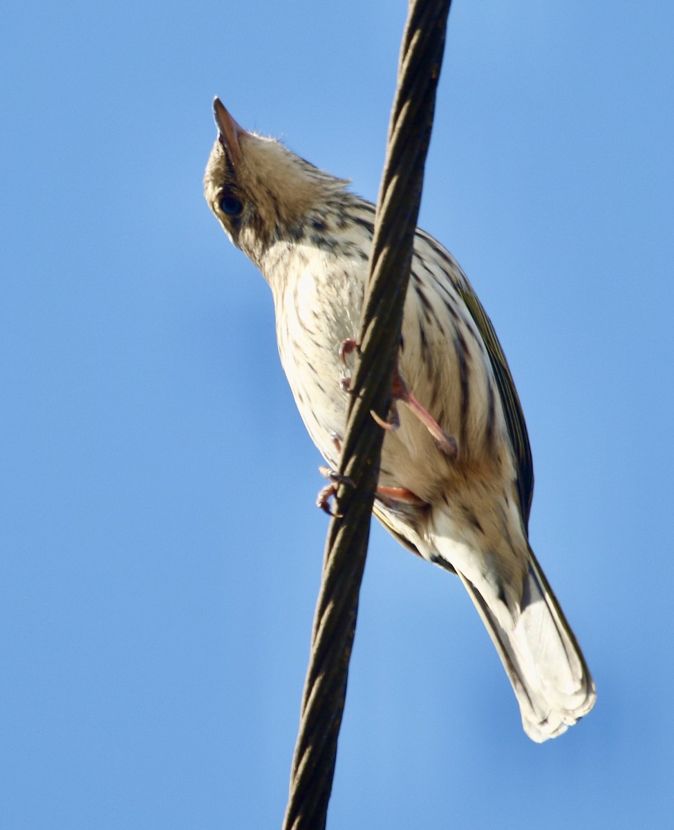 Striped Pipit - ML242103751