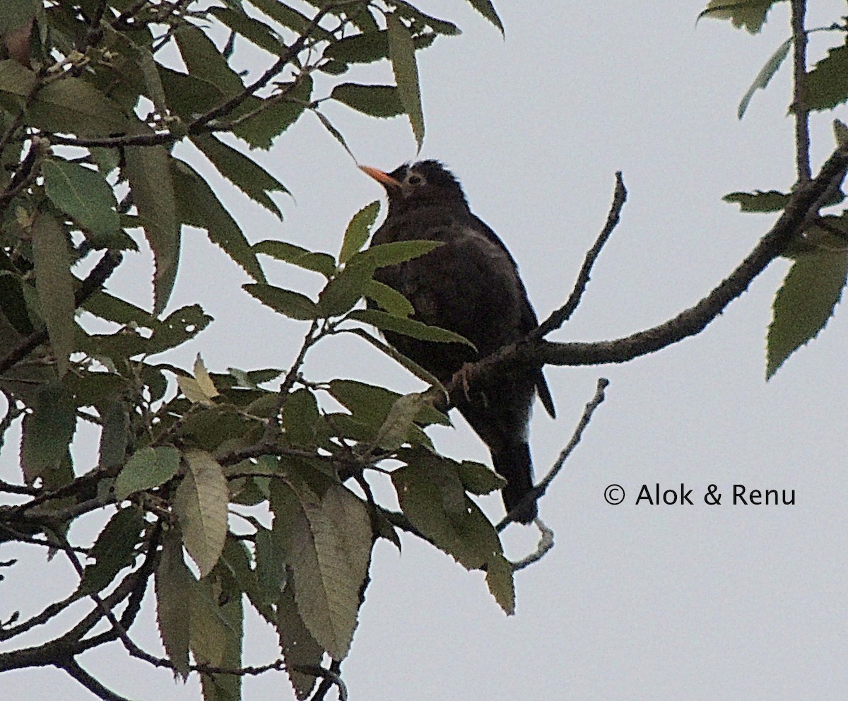 Gray-winged Blackbird - ML242103921