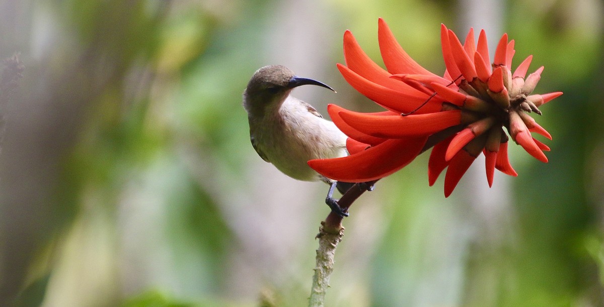 Mouse-colored Sunbird - ML242103981