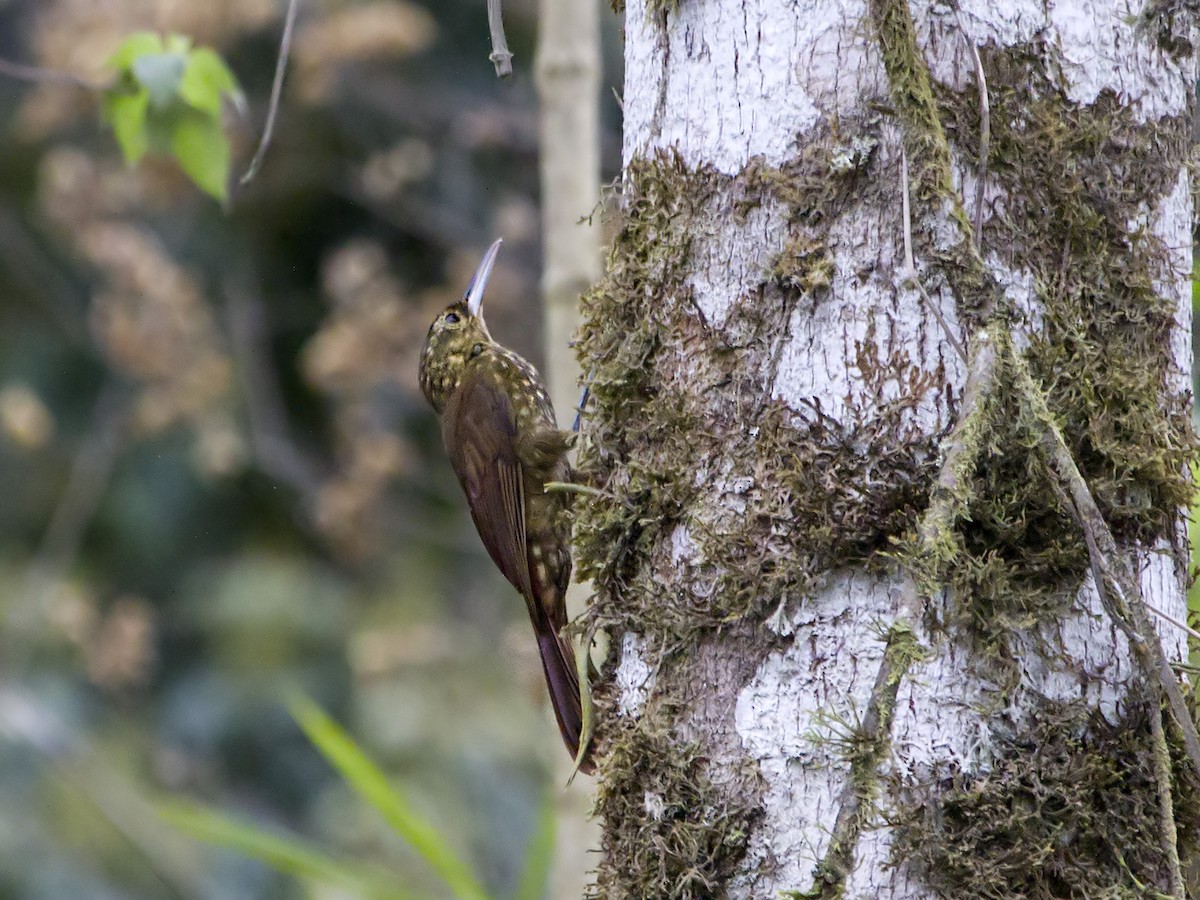 Spotted Woodcreeper - ML242105411