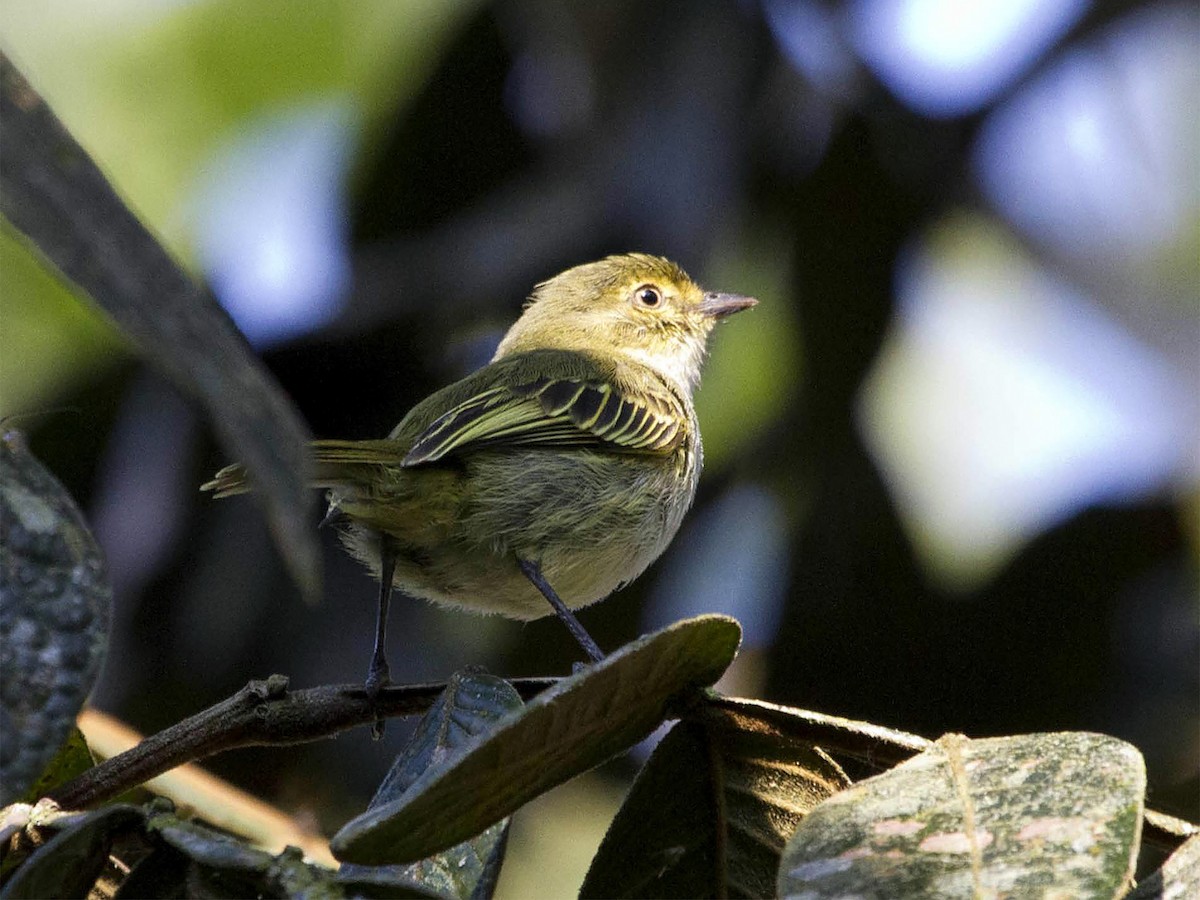 Choco Tyrannulet - Manolo Arribas