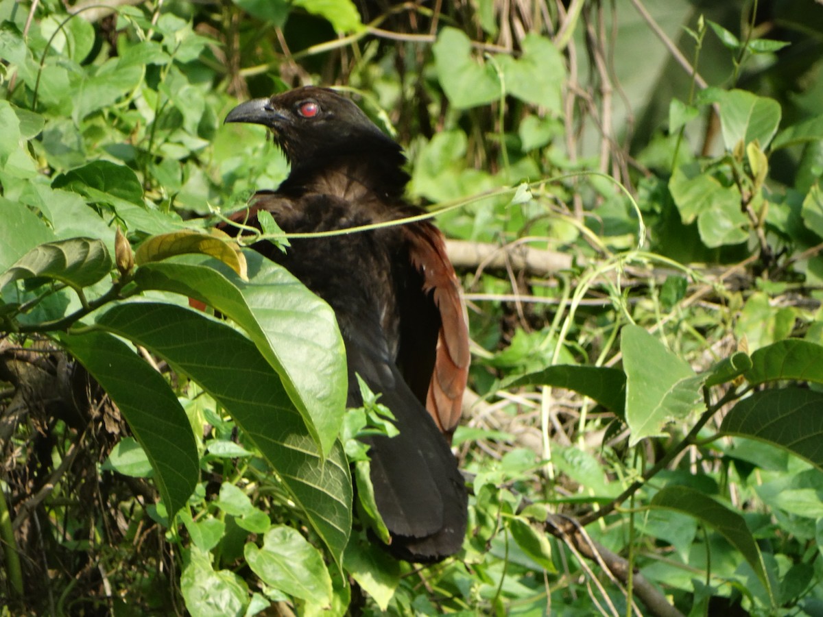 Greater Coucal - Manaswini Ghosal