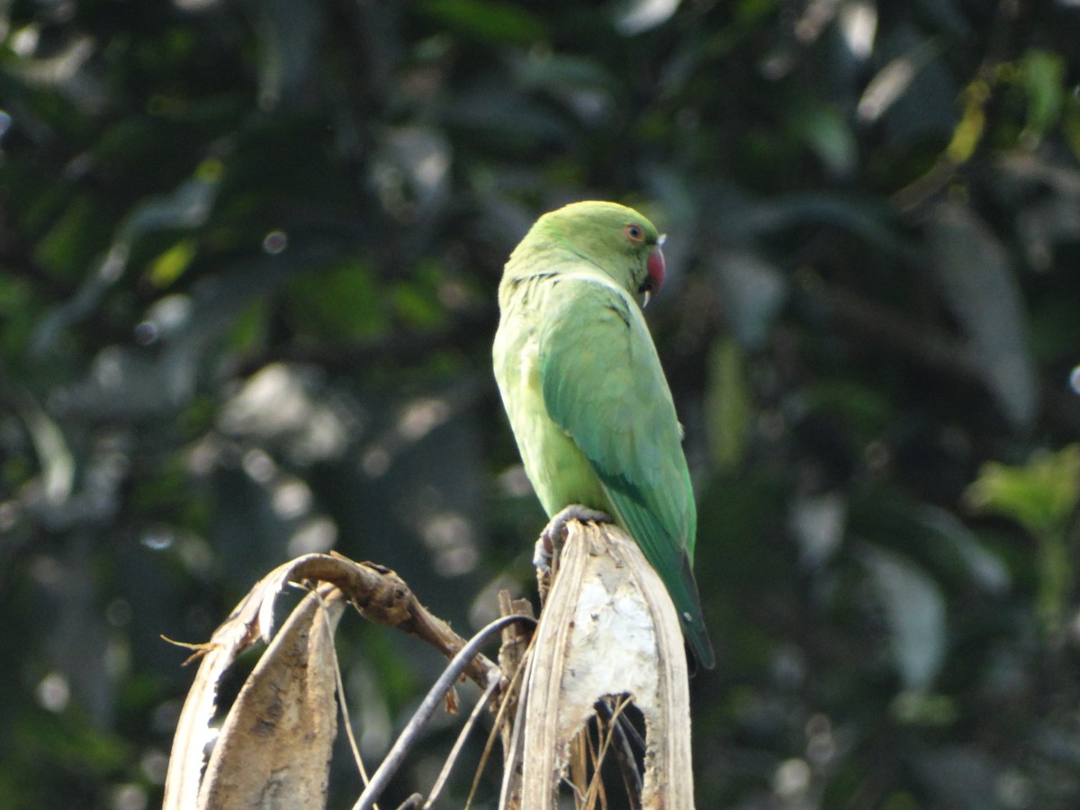 Rose-ringed Parakeet - ML242106901