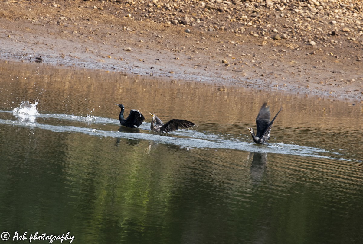 Cormoran à cou brun - ML242107571