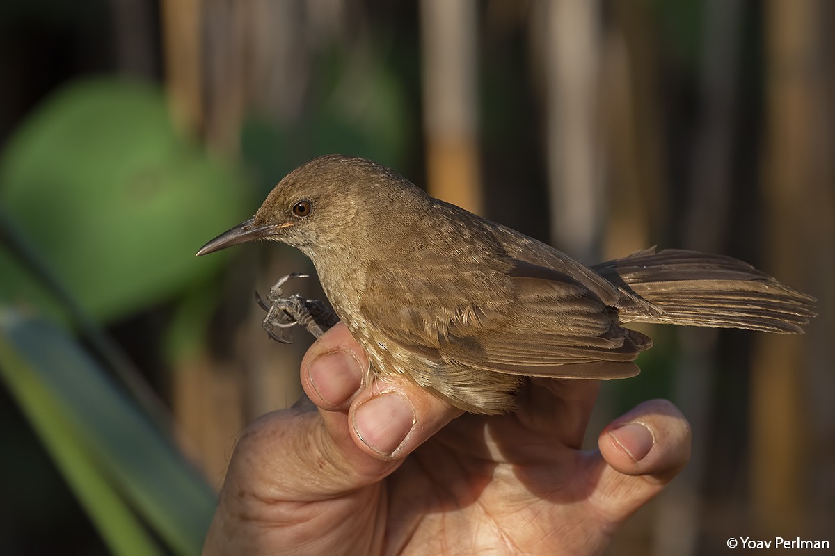 Clamorous Reed Warbler - ML242107851