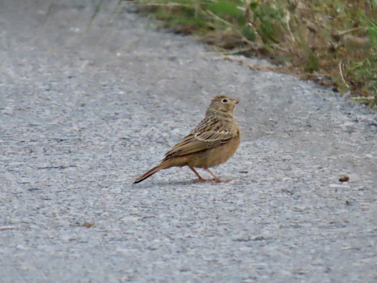 Cretzschmar's Bunting - ML242108281