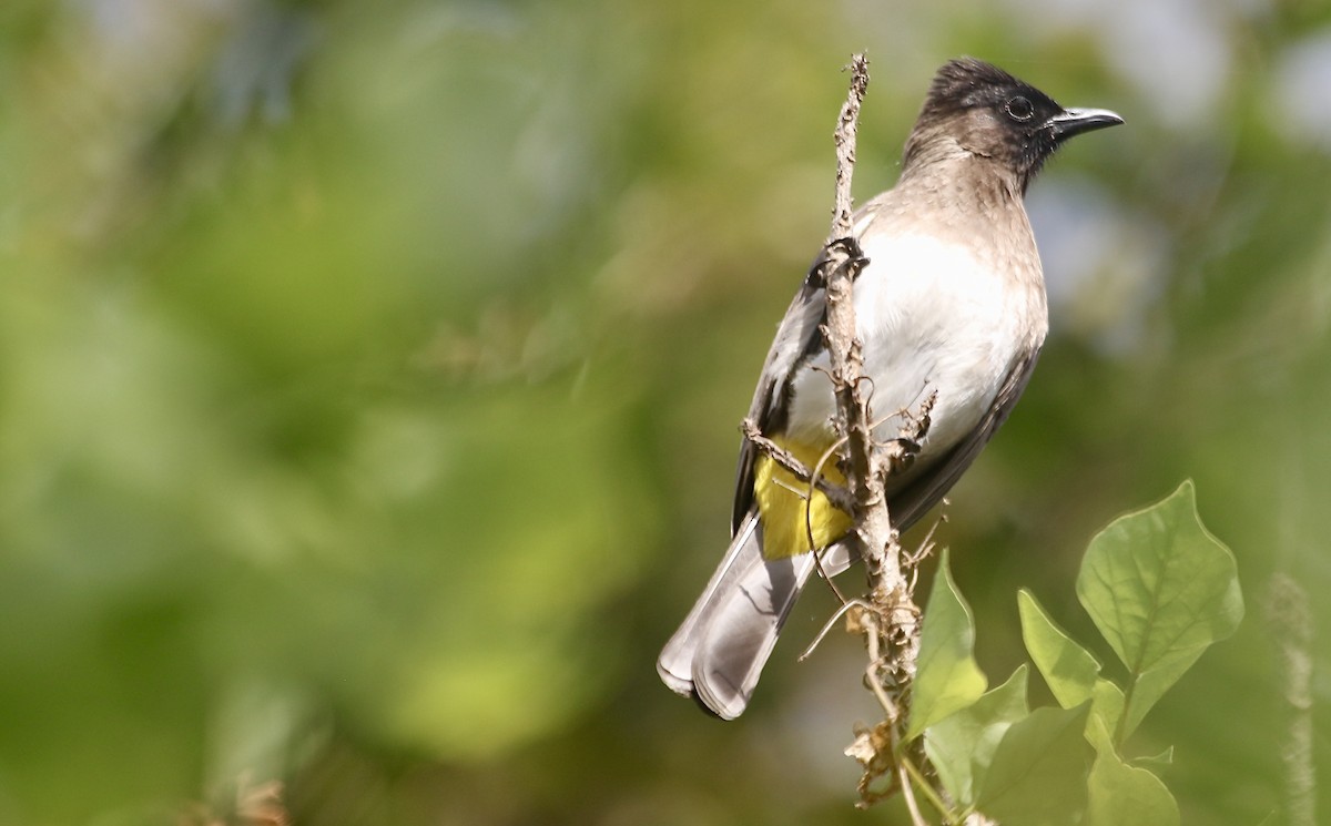 Bulbul Naranjero (grupo tricolor) - ML242109621