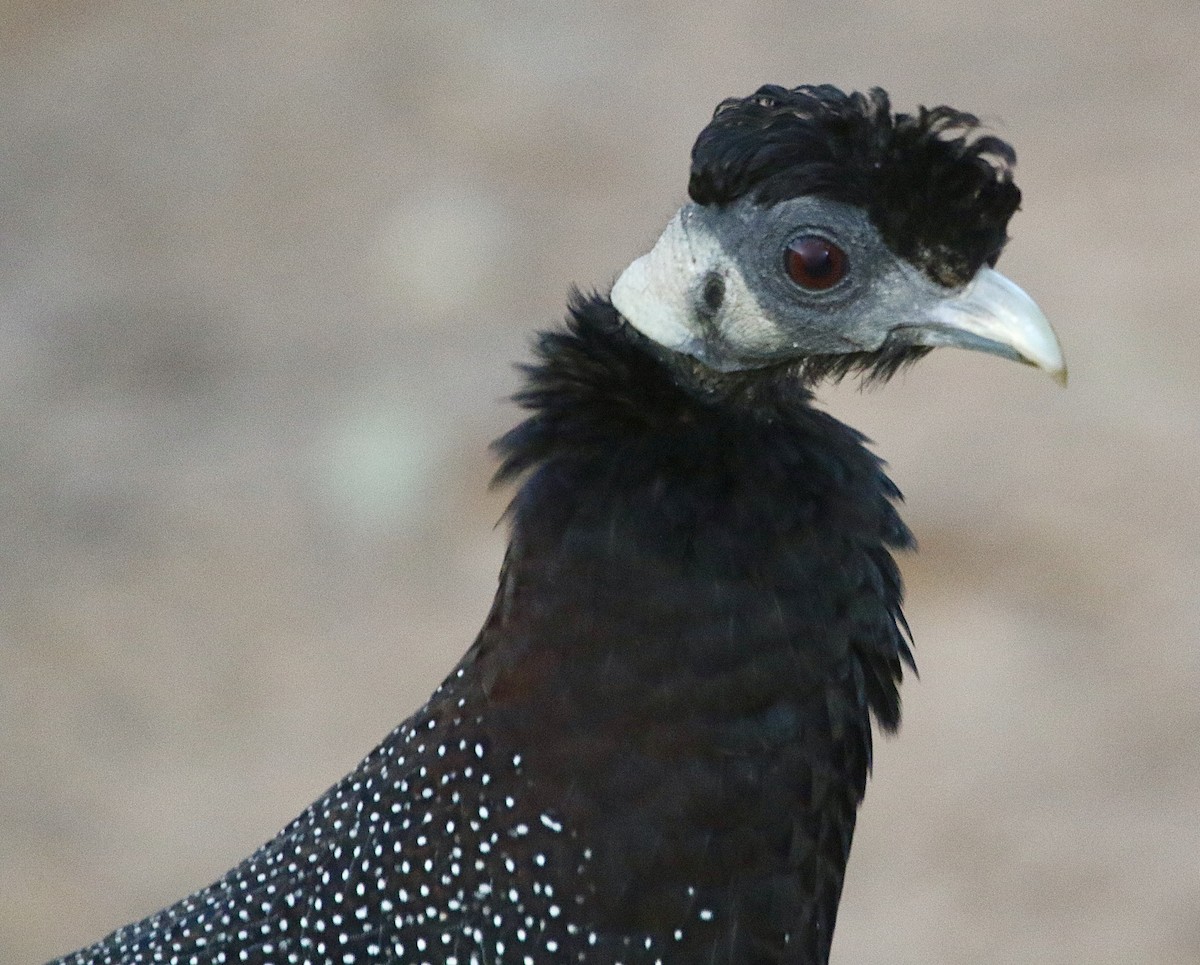 Southern Crested Guineafowl - Kelly Gate