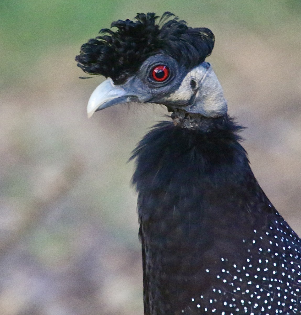 Southern Crested Guineafowl - ML242109751