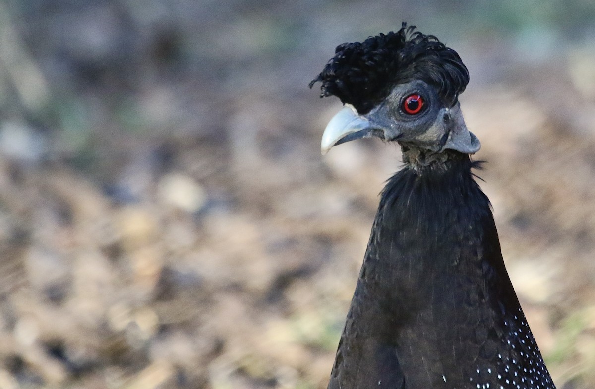 Southern Crested Guineafowl - ML242109761