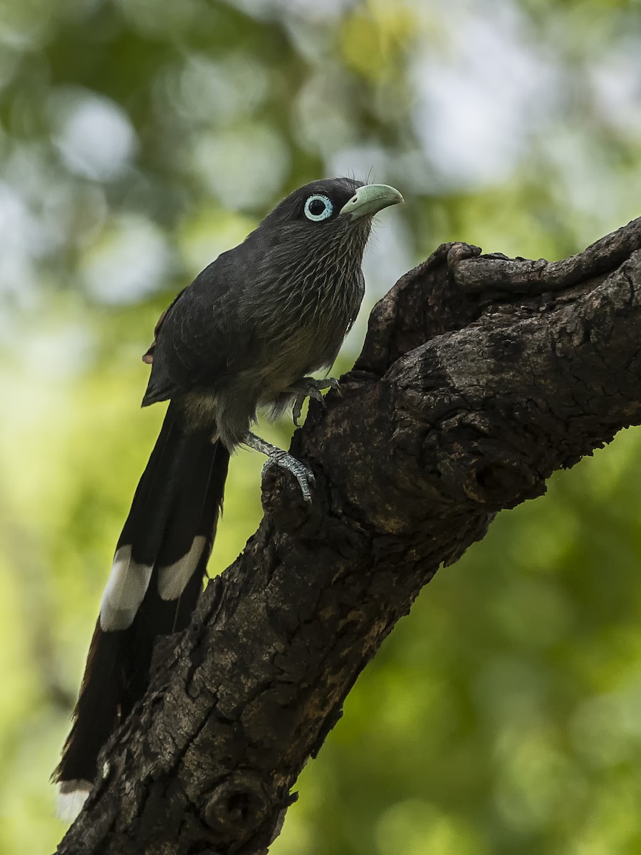 Blue-faced Malkoha - ML242110541