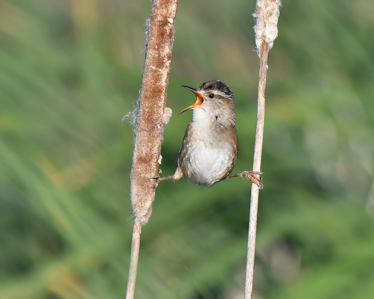 Marsh Wren - ML242110791