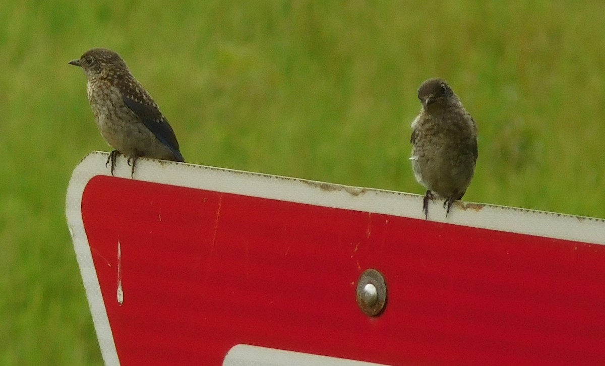 Eastern Bluebird - ML242110901