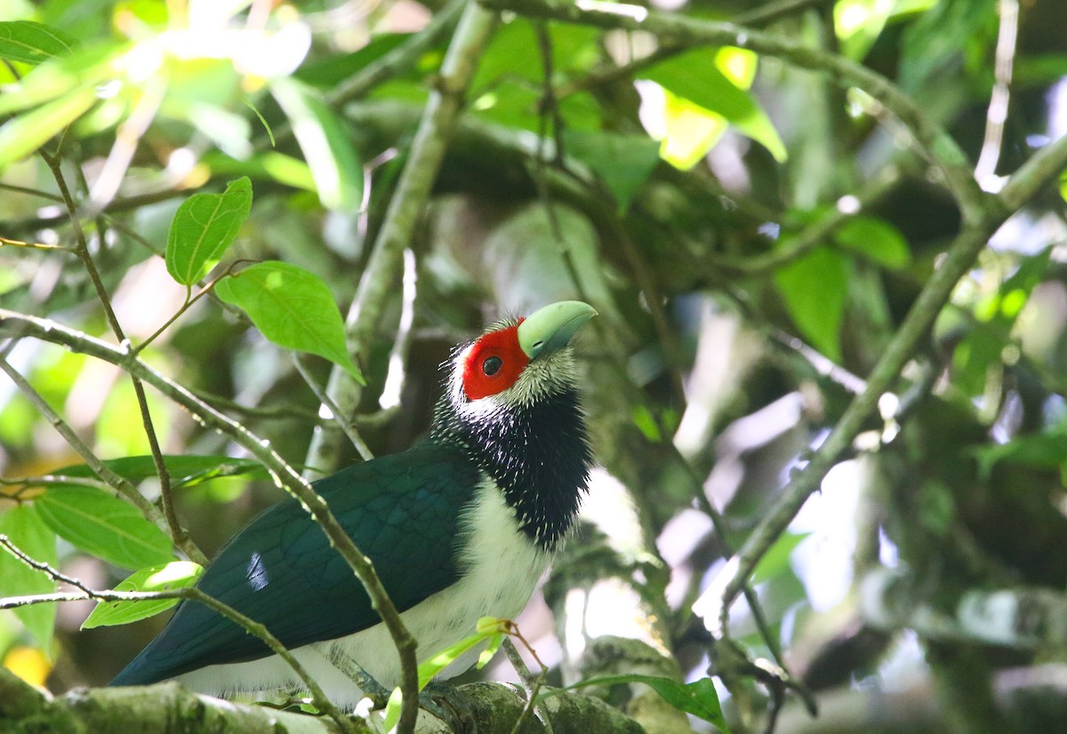 Red-faced Malkoha - Pavan Thilina Bopitiya Gamage