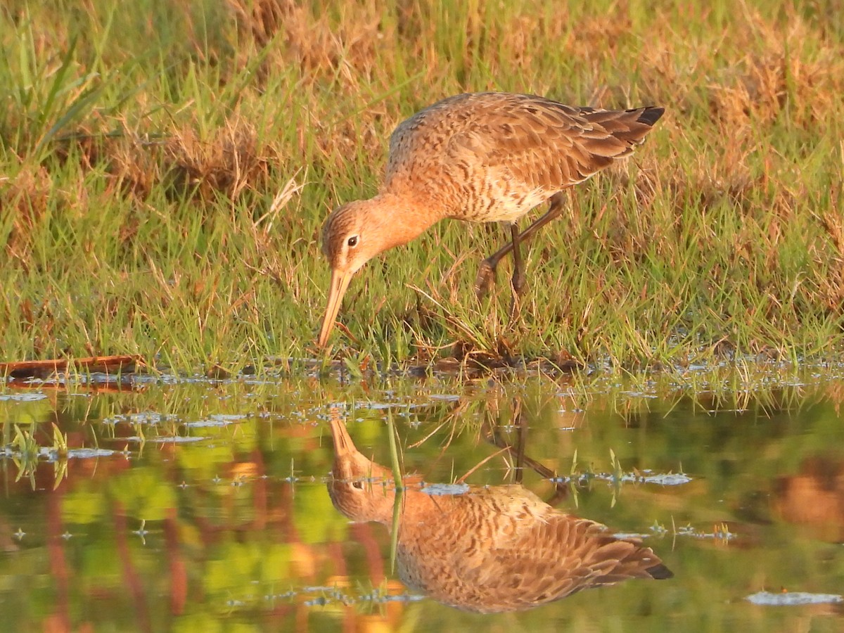 Black-tailed Godwit - Çağan Abbasoğlu