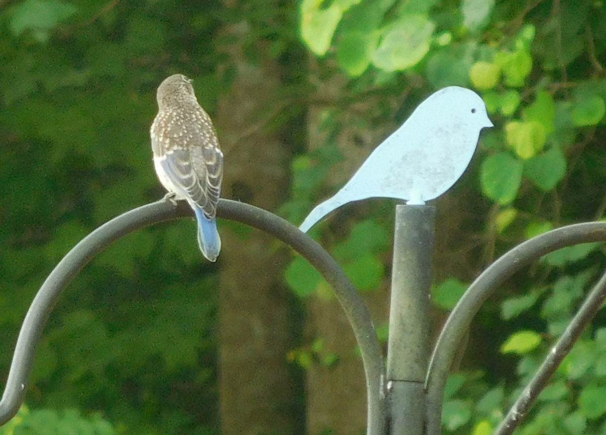 Eastern Bluebird - ML242111151