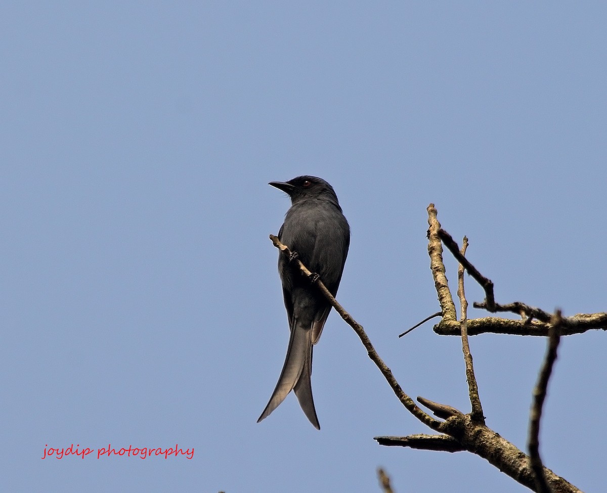 Drongo cendré - ML24211121