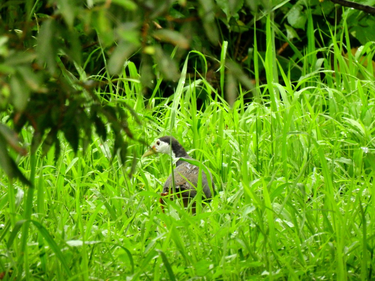 White-breasted Waterhen - chuang K2