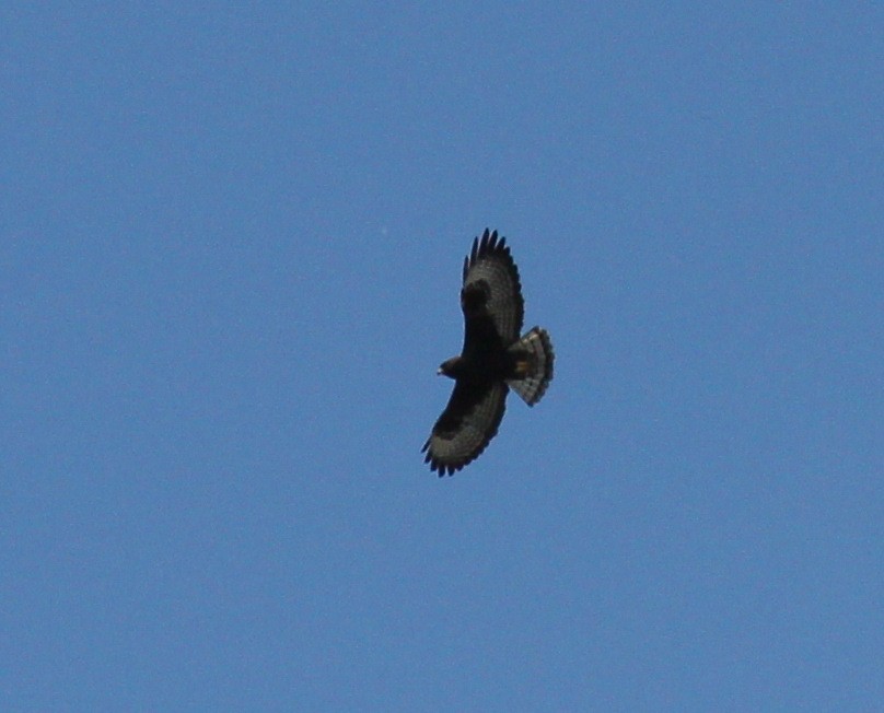 Short-tailed Hawk - ML24211171