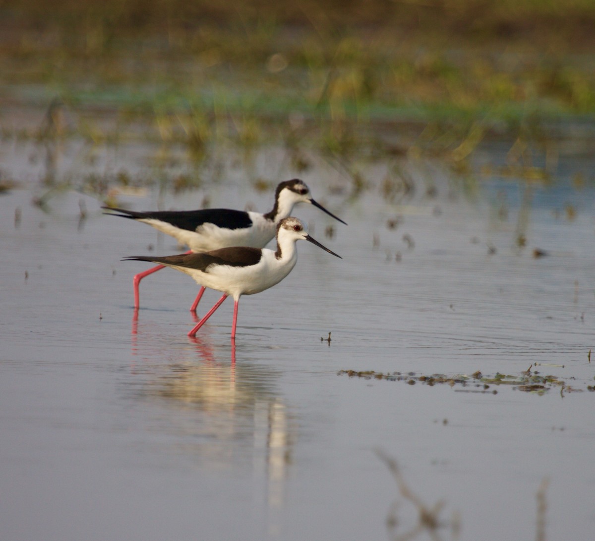 Black-winged Stilt - ML242112231