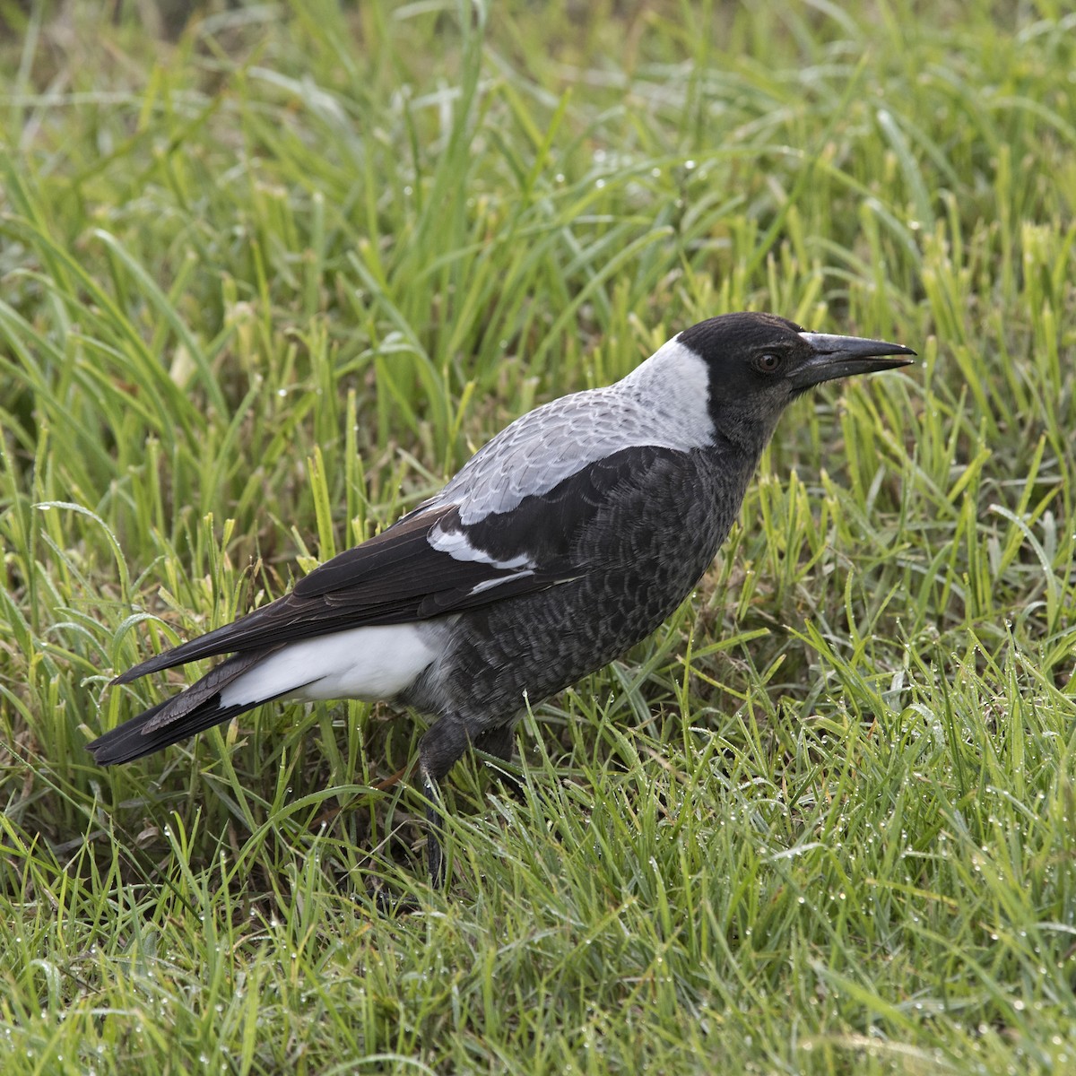 Australian Magpie (White-backed) - ML242113961