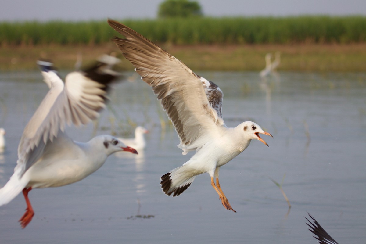 Brown-headed Gull - ML242114331