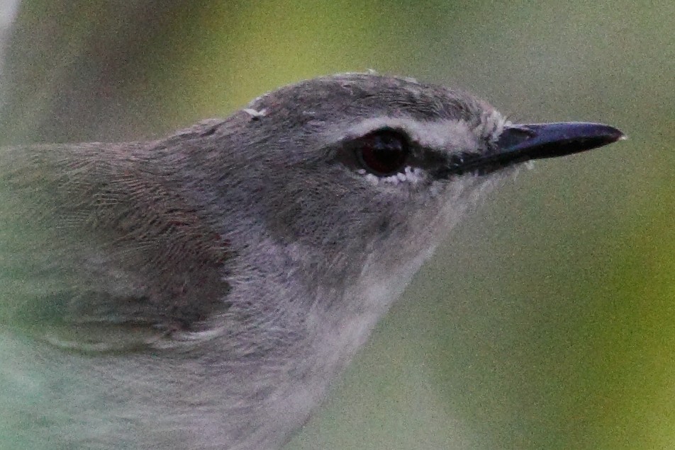 Mangrove Gerygone - ML242114621