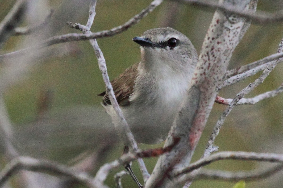 Mangrove Gerygone - ML242114631