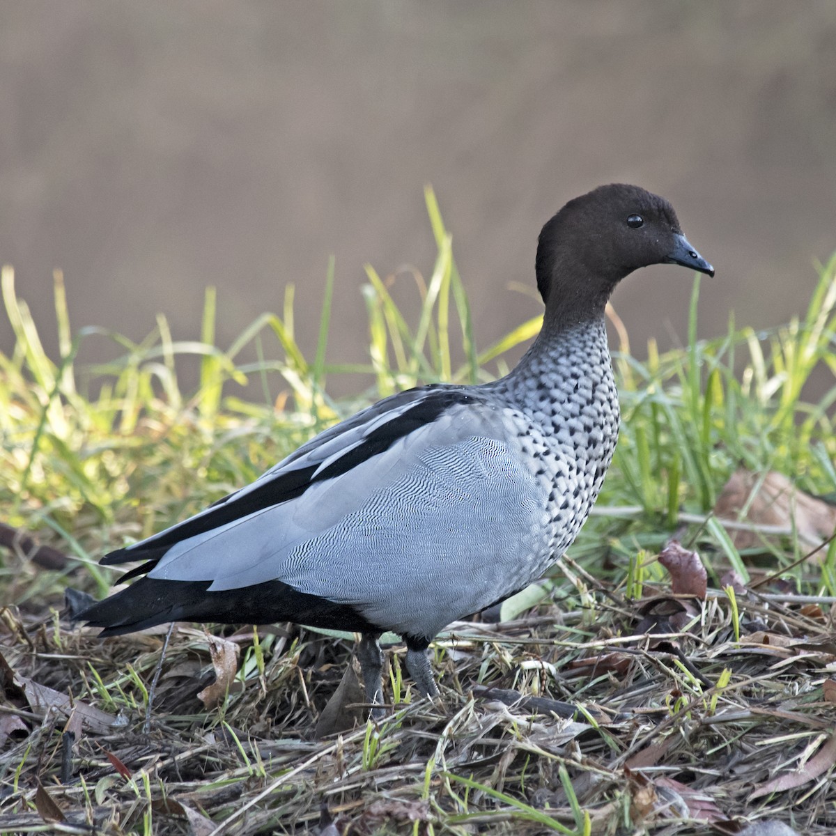 Maned Duck - ML242114771