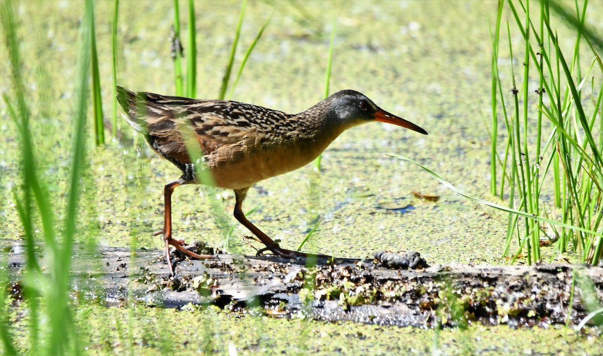 Virginia Rail - ML242114861