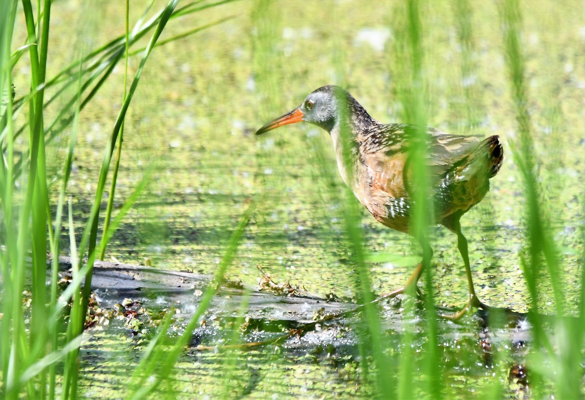 Virginia Rail - ML242114911