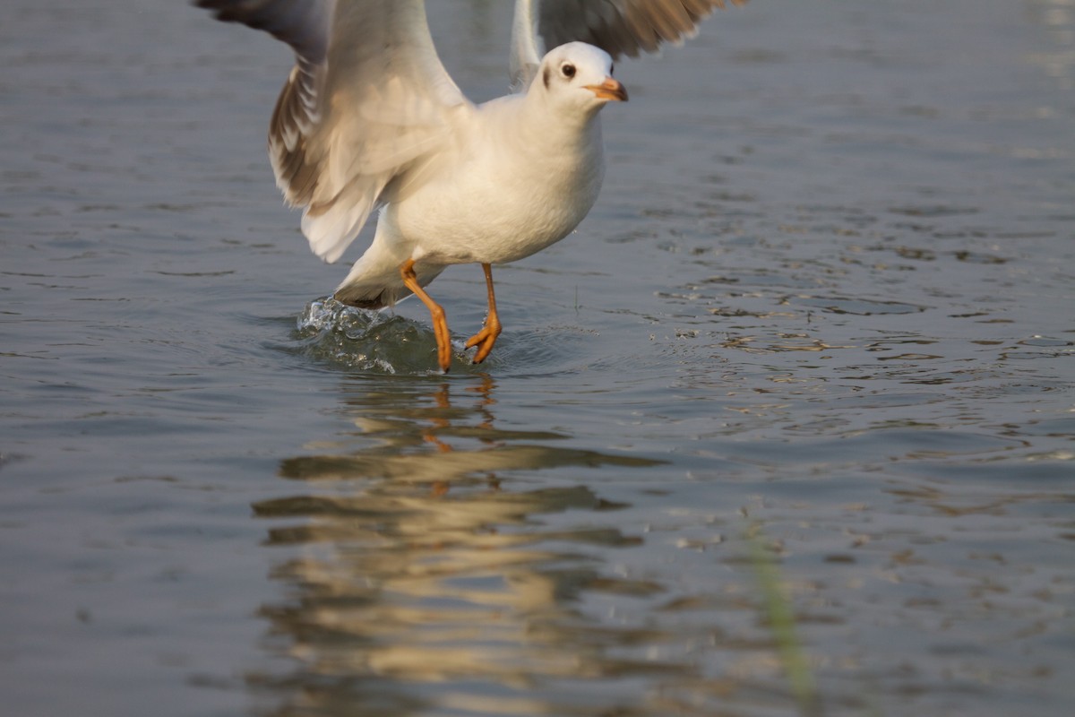 Brown-headed Gull - ML242114951