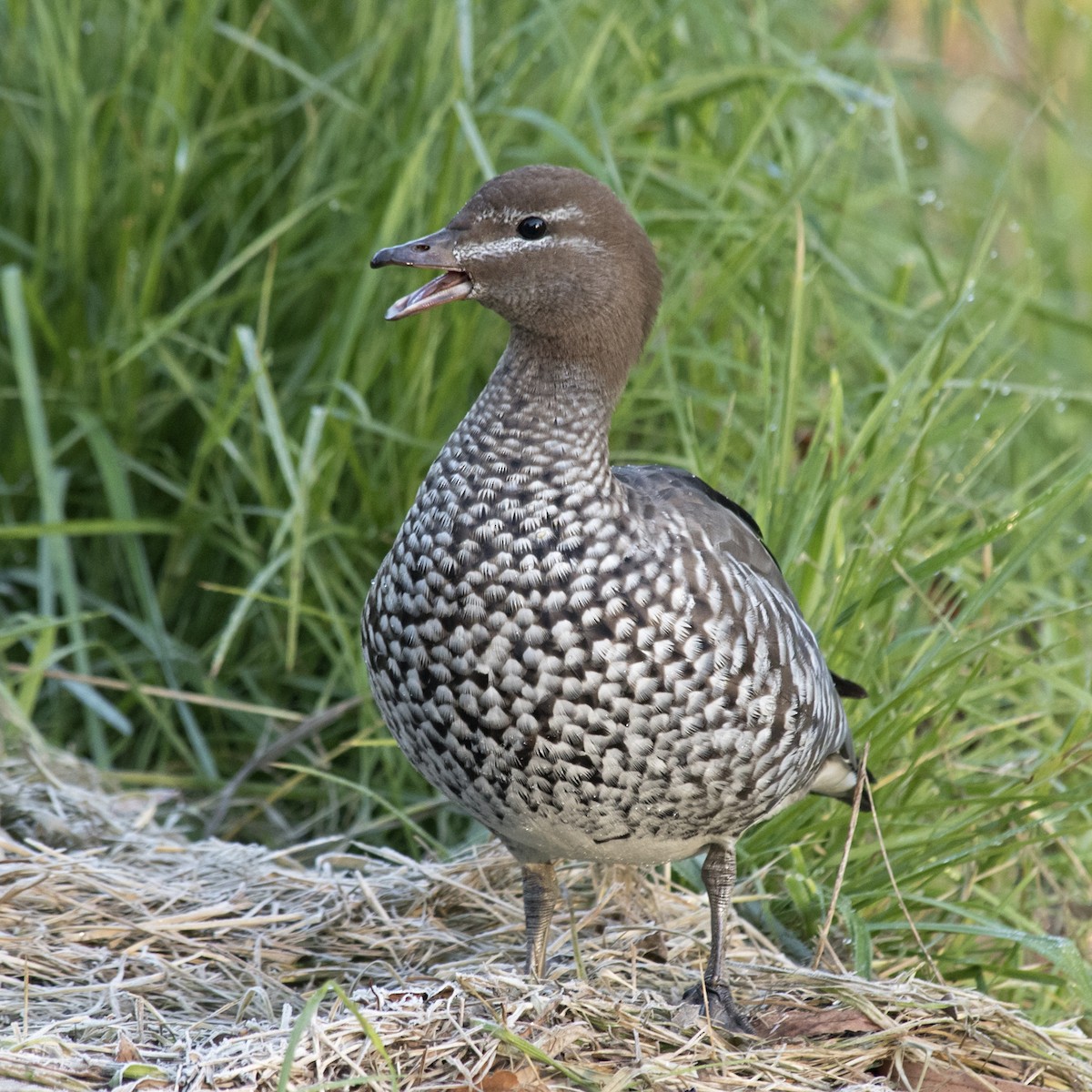 Maned Duck - ML242115091