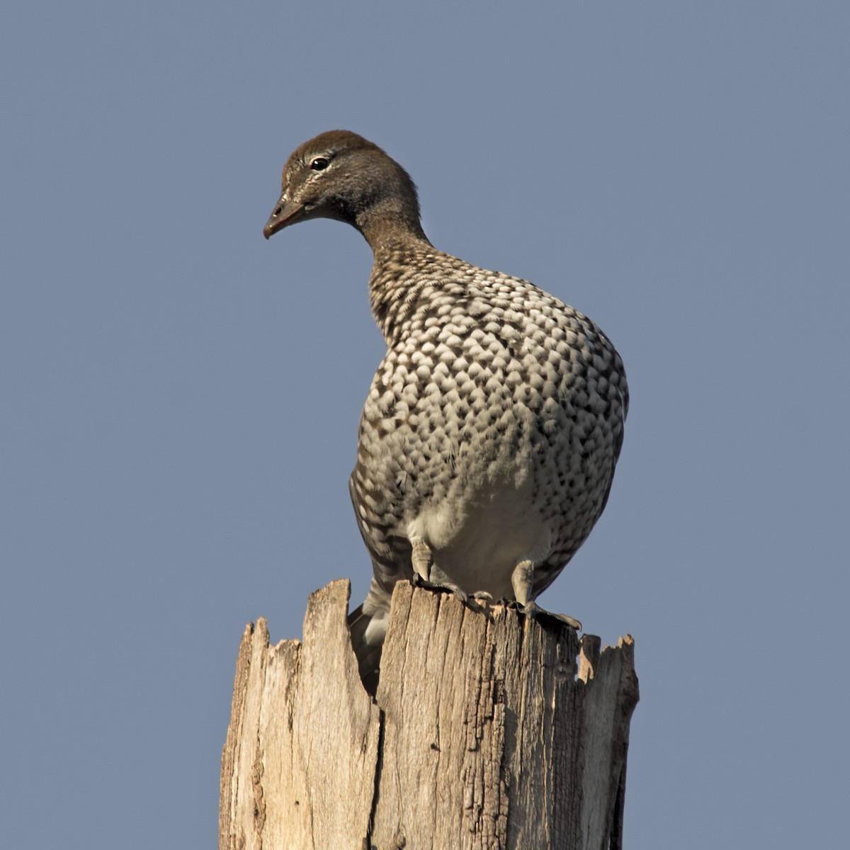 Maned Duck - ML242115181