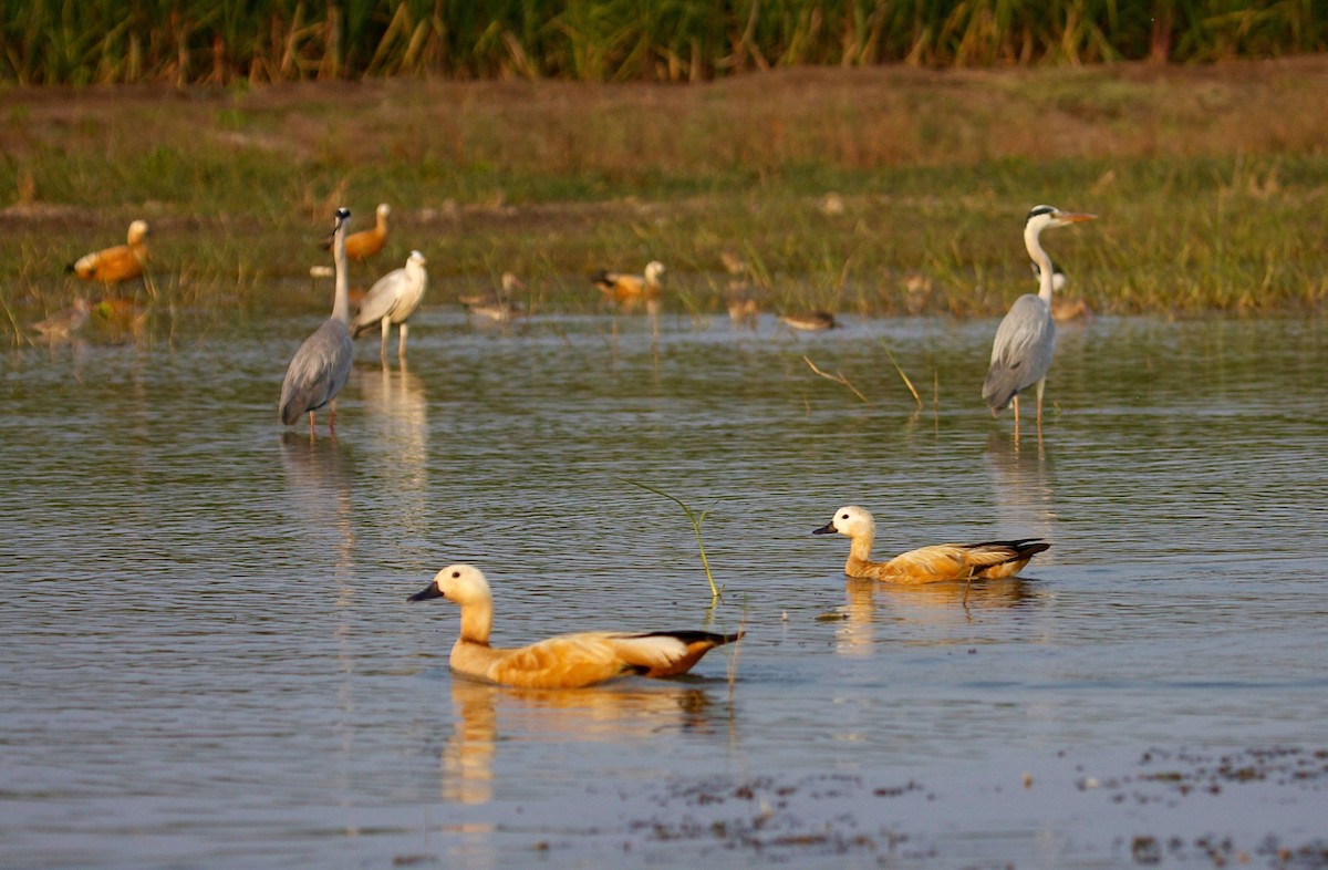 Ruddy Shelduck - ML242115221
