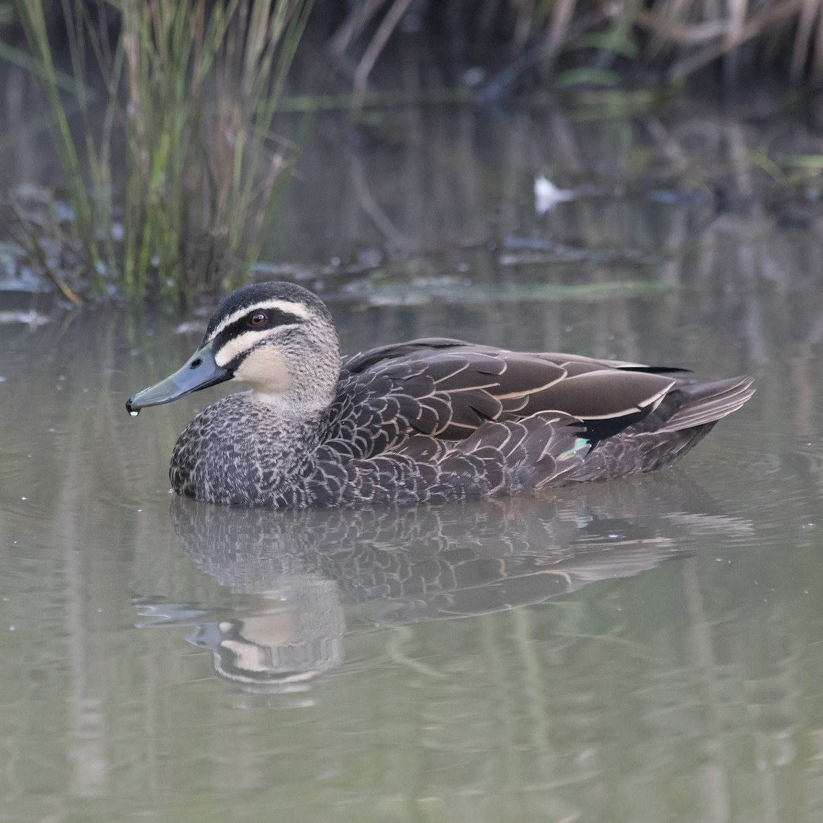 Pacific Black Duck - ML242115541
