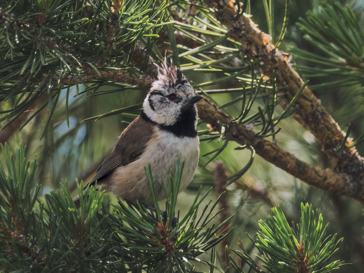 Crested Tit - ML242115551