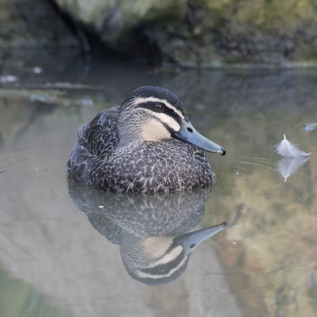 Pacific Black Duck - ML242115641