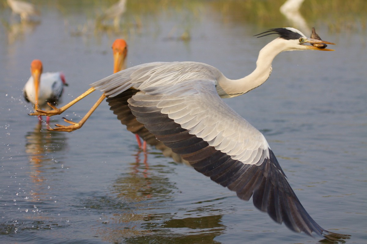 Gray Heron - ML242115651