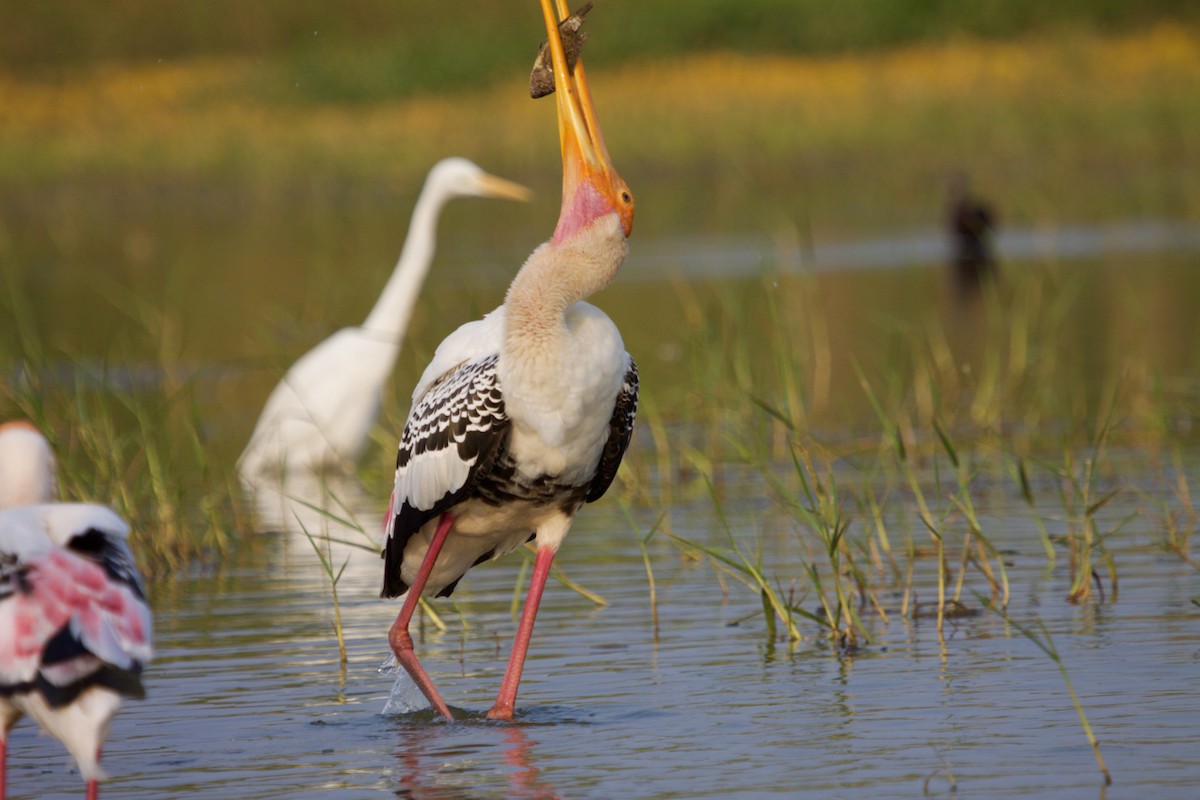 Painted Stork - ML242115761
