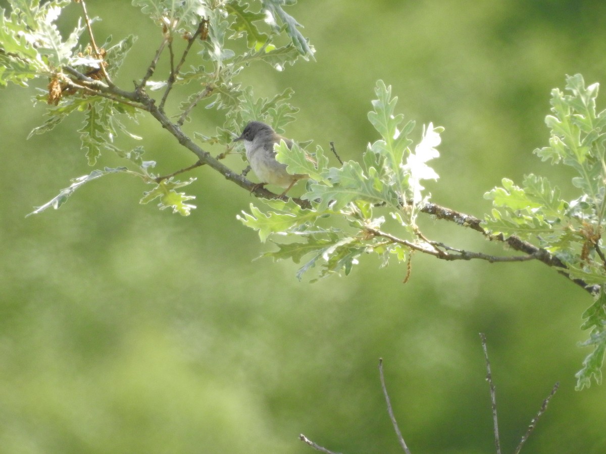 Spectacled Warbler - ML242116341