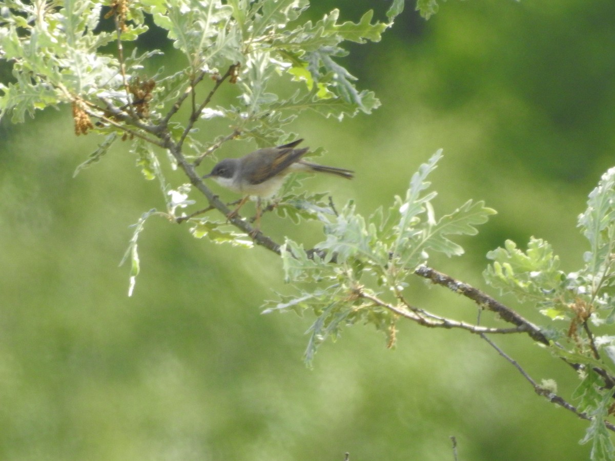 Spectacled Warbler - ML242116381