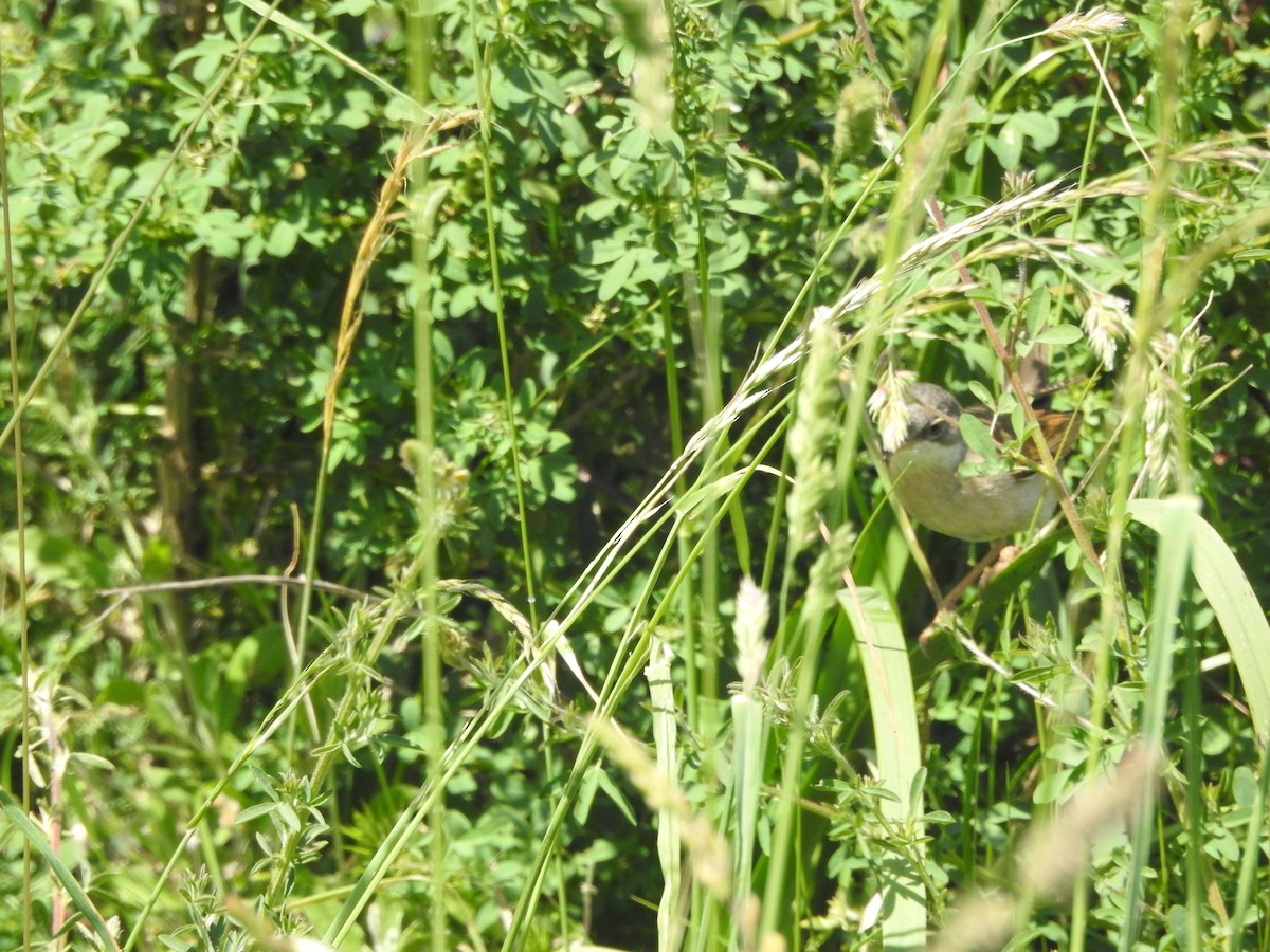 Spectacled Warbler - ML242116411