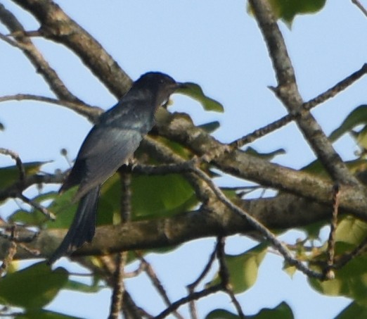 Fork-tailed/Square-tailed Drongo-Cuckoo - ML242116641