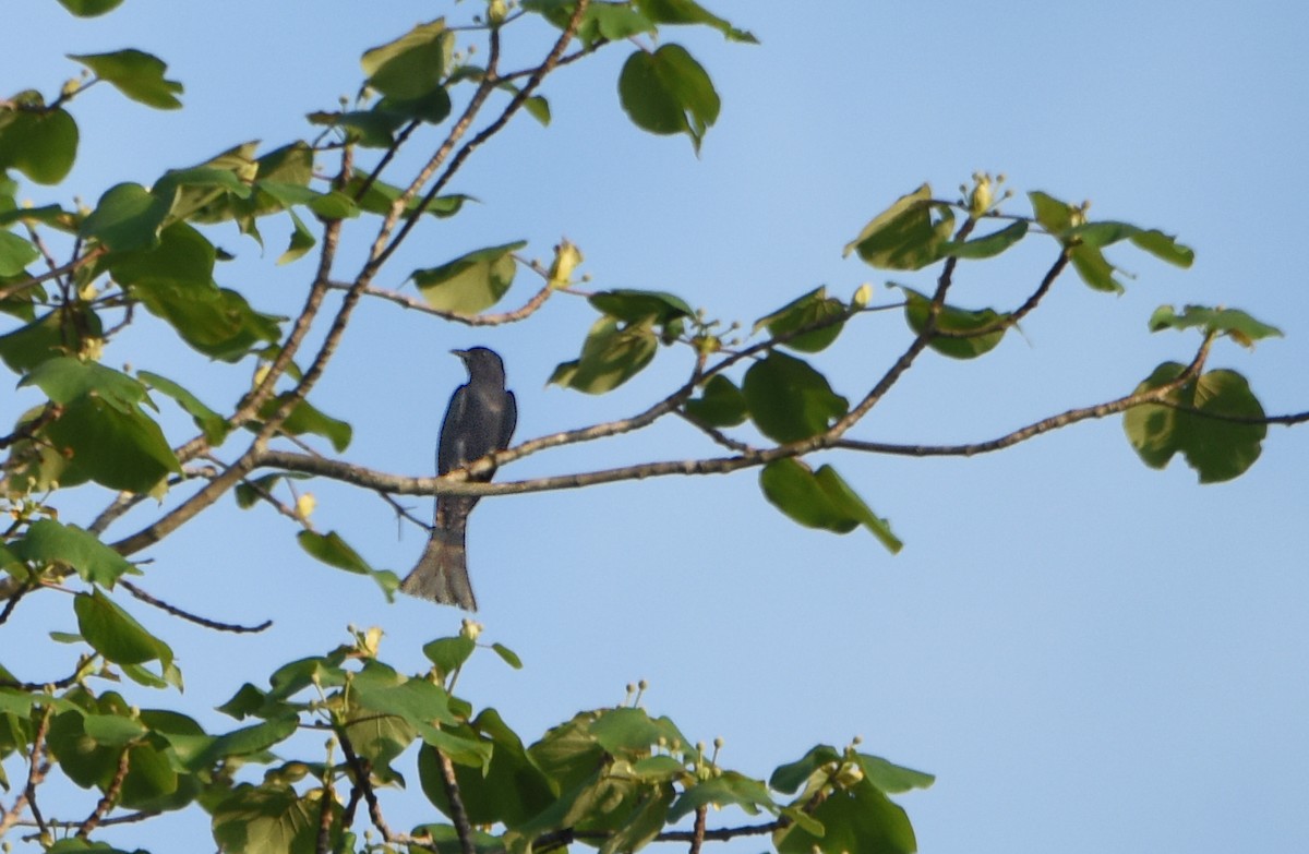 Fork-tailed/Square-tailed Drongo-Cuckoo - ML242116661