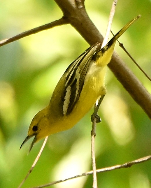 Common Iora - ML242117171